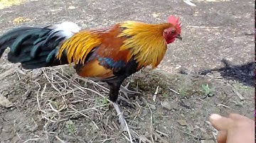 Gà Rừng|gà rừng mồi tơ mã vàng 999 ||qaib dib daj 2020