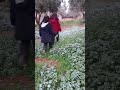#snow #nature #flowers #fun