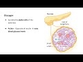Insulin stores, GH ignores — sugar rises when insulin snores!