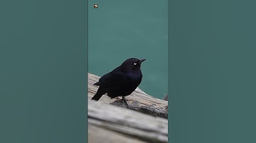 Thumbnail of Bird Sounds ( The best bird song ) ( Blackbird )