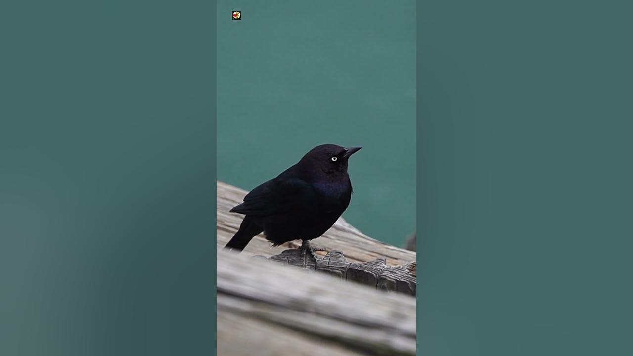 Bird Sounds ( The best bird song ) ( Blackbird )