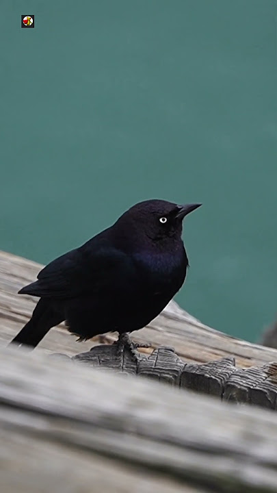 Bird Sounds ( The best bird song ) ( Blackbird )