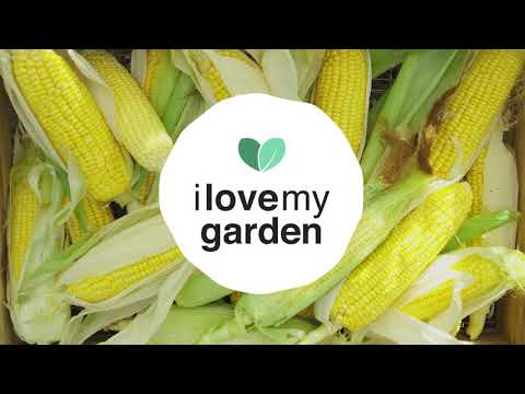 Vidéo: Conseils pour planter du maïs doux et faire pousser du maïs doux dans votre jardin
