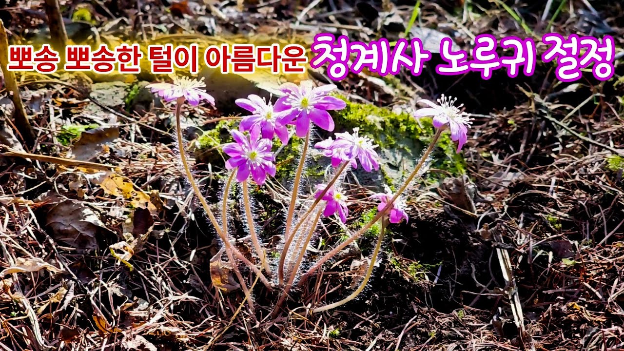 청계사 노루귀 #청계사노루귀 #청계사 #대구가볼만한곳 - YouTube