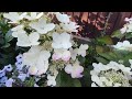 Гортензия метельчатая «Ангел Блаш» «Руби»  (Hydrangea paniculata`Angels Blush` `Ruby`)🌿🍃🍃