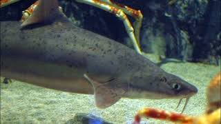 Facts: The Mandarin Dogfish by Deep Marine Scenes 1,754 views 3 months ago 1 minute, 52 seconds