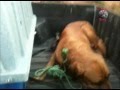 Feliciano Filho resgata cachorro abandonado no meio de uma rodovia.
