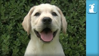 Yellow Labrador Puppies Will Put a Smile On Your Face  Puppy Love