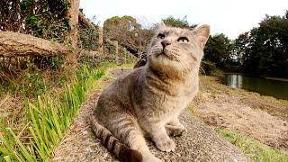 気分屋のぽっちゃり灰色猫が柵の向こう側から出てきてくれない・・・