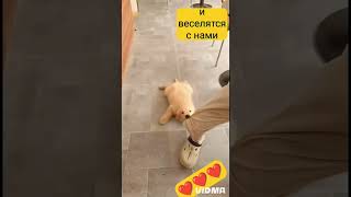 милые животные
