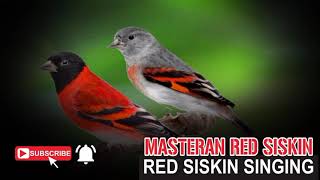 Red Siskin Singing Training/Masteran Red Siskin screenshot 2