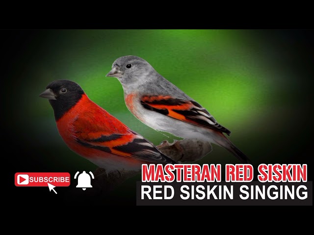 Red Siskin Singing Training/Masteran Red Siskin class=