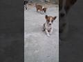 Dog dance #shortvideo #animals #dogdance #fantasystories-7