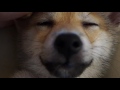 足の上でうとうとする柴犬 【シバチャ】