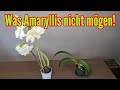 Was amaryllis nicht mgen  diese pflegefehler unbedingt vermeiden