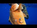 Spearfishing huge dog snapper in stormy weather