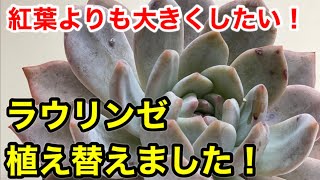 【多肉植物】大きくしたいのでラウリンゼ植え替えました！