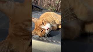 A curious cat is approaching my camera! #shorts #cats #cat #cute #kitten #animals #funny