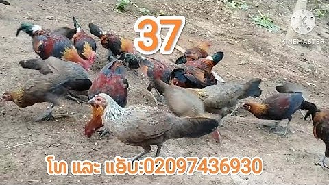 cov noob qaib qus f2 qaib mos xyoos no.12/7/2023.02097436930.