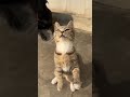 #cat #kitten #cute