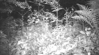 Tawny Owl