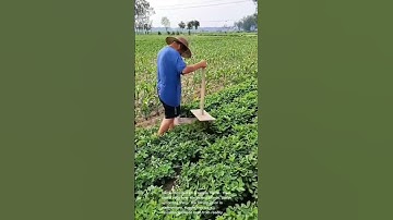 Ingenious Peanut Harvesting: Homemade Tools in Action
