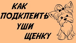 Как подклеить уши щенку