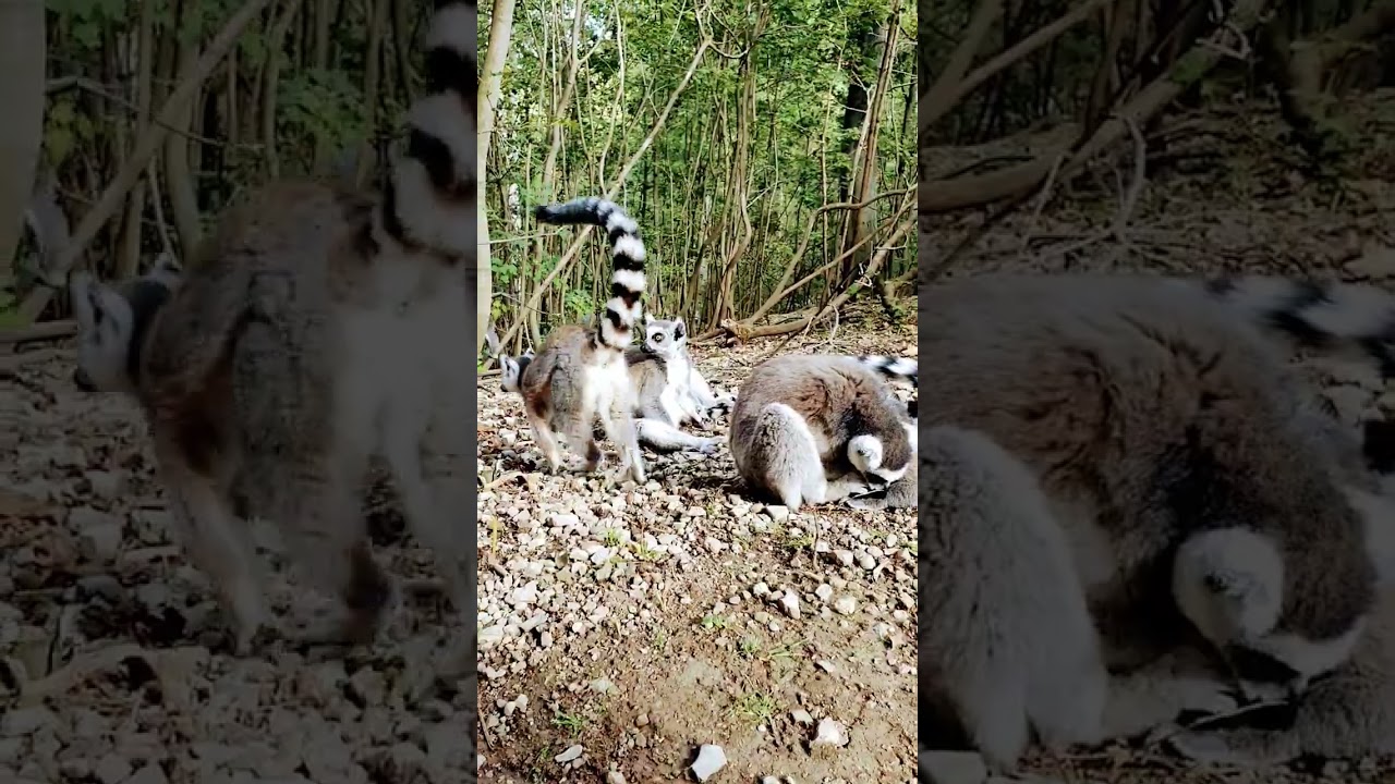Monkeys! 🐵🐒🦧🦍❤ Affenwald Straußberg!