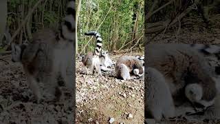 Monkeys Affenwald Straußberg