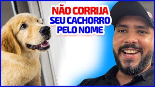 NÃO corrija seu cachorro pelo nome by Acás Felipe 1,250 views 6 months ago 3 minutes, 49 seconds