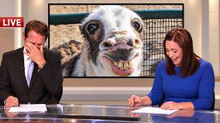 Live Animal News Bloopers That Took an Unexpectedly Funny Turn