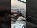 A Very Polite Alligator A Very Polite Alligator