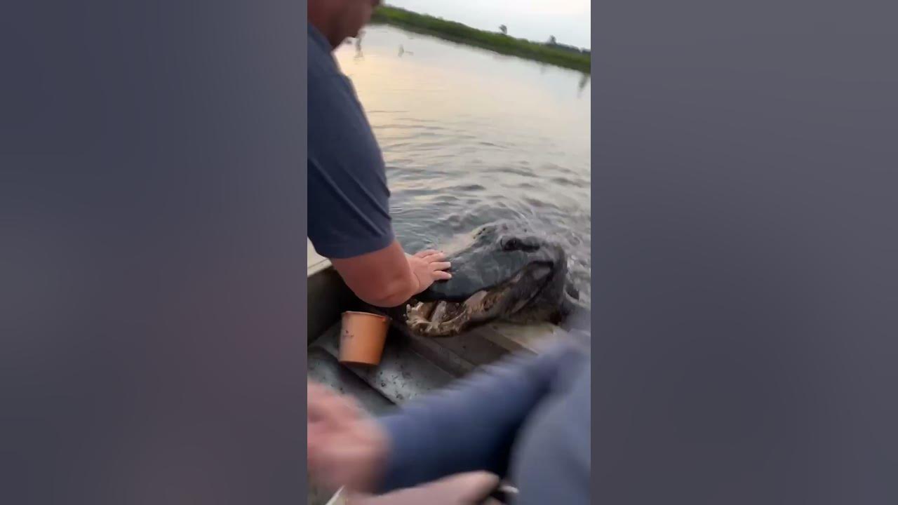 A Very Polite Alligator