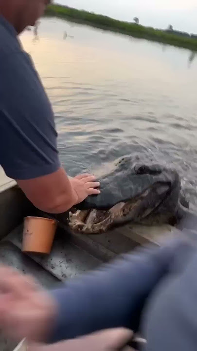 A Very Polite Alligator