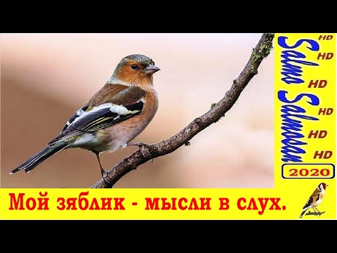 Мой зяблик - мысли в слух.