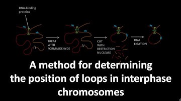 Chromosome conformation capture method