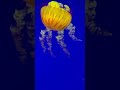 Jellyfish #jellyfish #toronto #aquarium #shotrs #short #shortvideo #rubindphotography