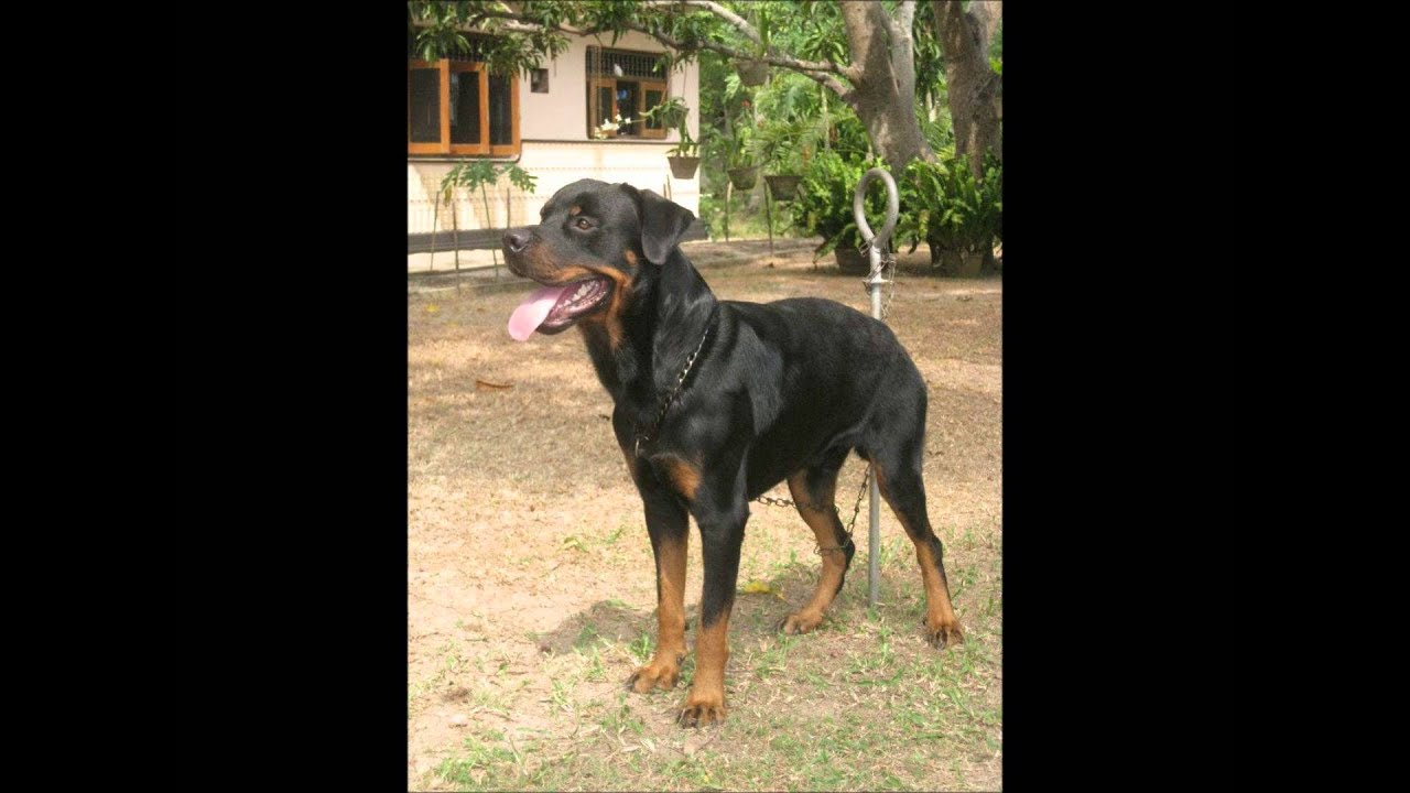 rottweiler in srilanka( mahawewa) - YouTube