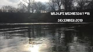 Wildlife Wednesday #16