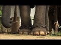 Elephant Conservation and Tourism Issues