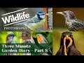 GARDEN BIRDS UK - Three Minute Diary | Part 8 - Bath Time for the Starling