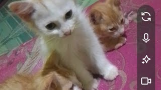 Download lagu Nitip para anabul dlu ya guys