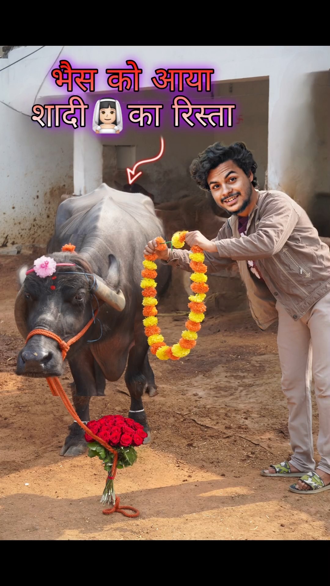 भैस?को आया शादी का रिस्ता!? #comedy #buffalo