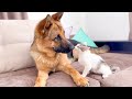 German Shepherd trying to become a friend with a new Kitten
