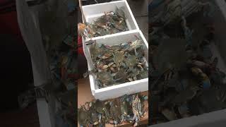 Live crabs in China Town, New York |Живые крабы в китайском квартале, Нью-Йорк |Tirik qisqichbaqalar