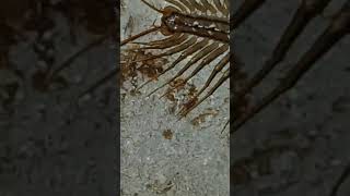 Ciempiés doméstico(Scutigera coleoptrata) #campo #nature #galicia