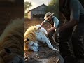 Golden-Mane Horse CRIES for Help 😭 | Dramatic Rescue After Bee Attack 🐝#bee #horse #treatment #save