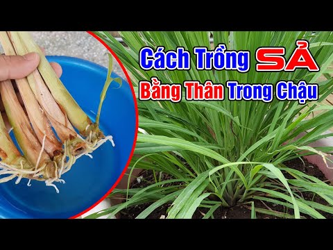 Video: Thông tin Và Mẹo Trồng Cây Sả