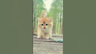 beautiful cat #share #laik #varal #sabskaraib