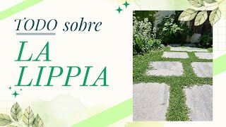 🍀Lippia nodiflora - Phyla, lipia - Sustituto del cesped y cubresuelos 🍀 by LaPaisajistaTV 55,299 views 11 months ago 20 minutes